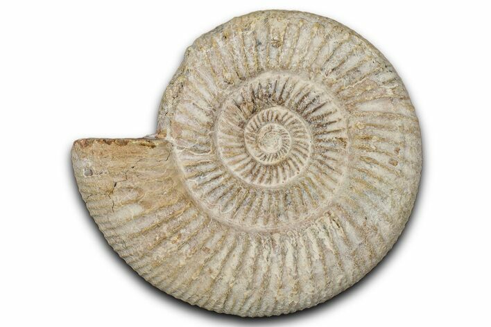Jurassic Ammonite (Perisphinctes) Fossil - Madagascar #337688